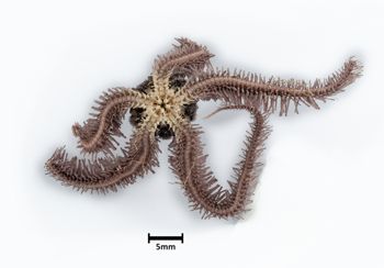 Media type: image;   Invertebrate Zoology OPH-4224 Description: Bottom up view of single ophiuroid specimen with a scale bar.;  Aspect: ventral